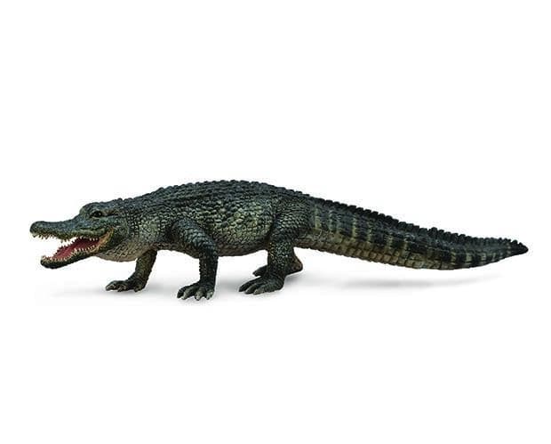 American Alligator - Image 2