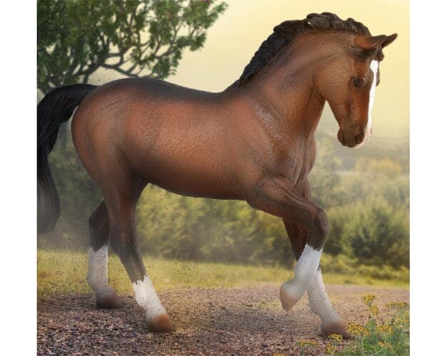 Warmblood Bay Stallion